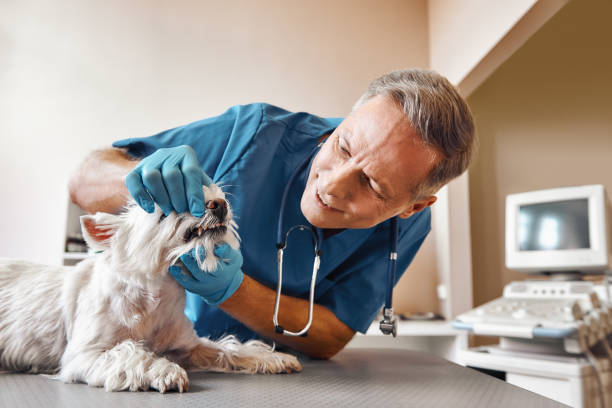 Best Same-Day Emergency Dental Services in Weimar, TX